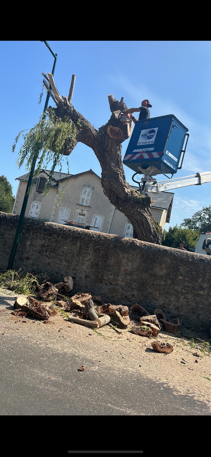 Chantier d'élagage et démontage d'un arbre