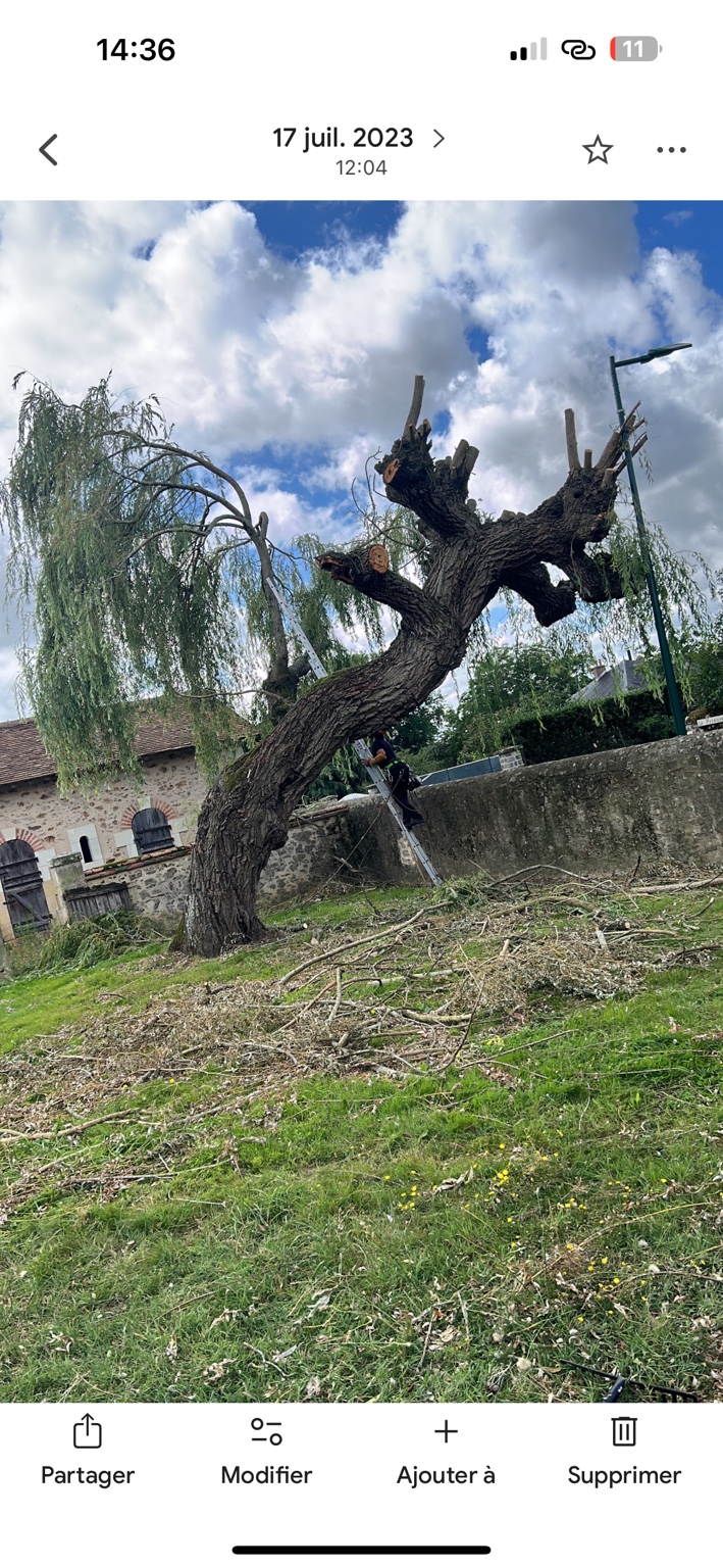 Taille et entretien d'un arbre